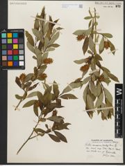 Foto von Salix serissima (L. H. Bailey) Fern.